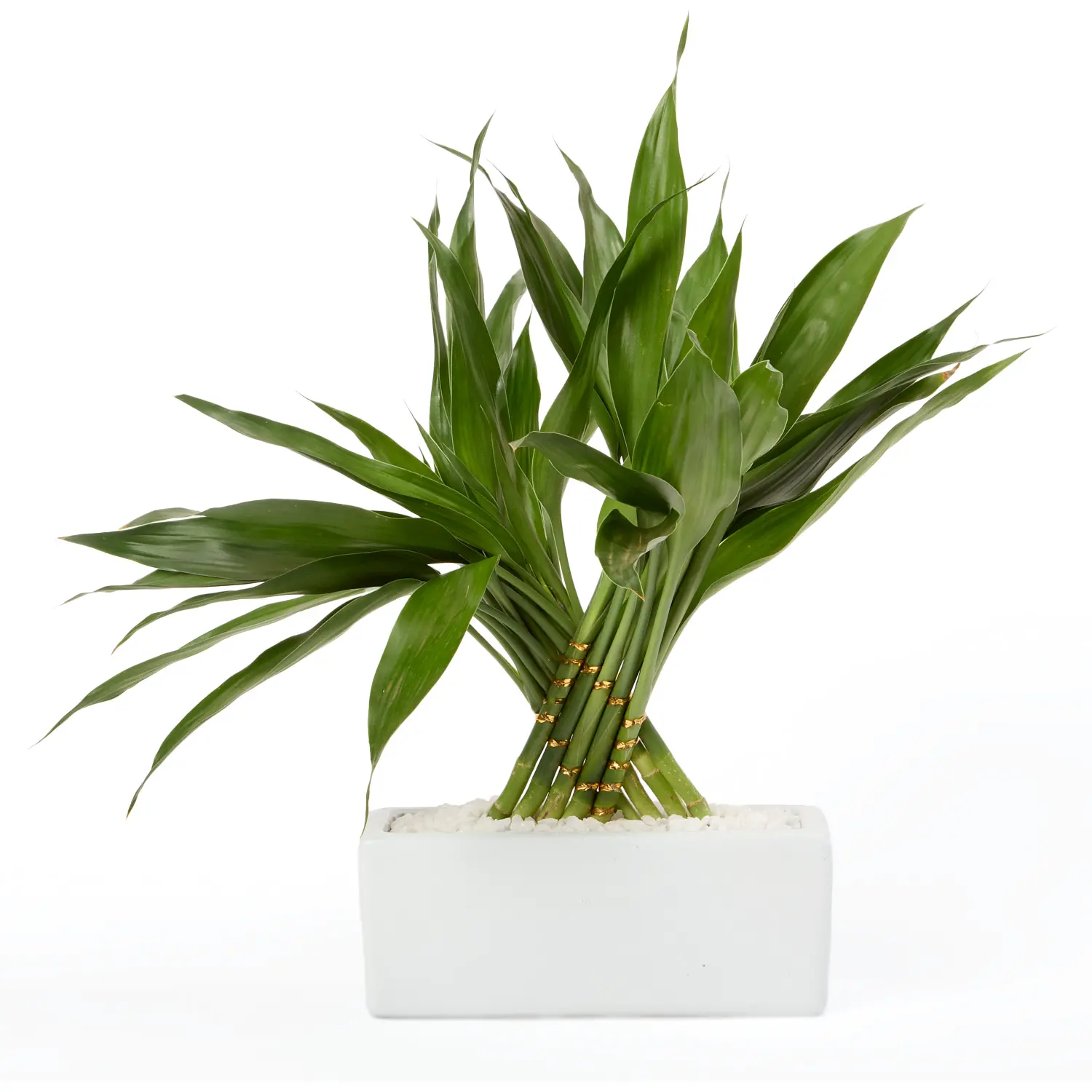 Dracena Pavão Planta Natural Timlog